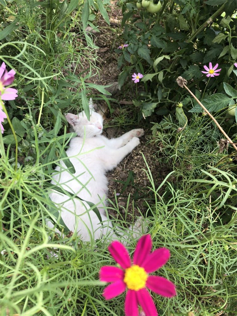 稚龟、午睡的猫、鸟蛋(图2)