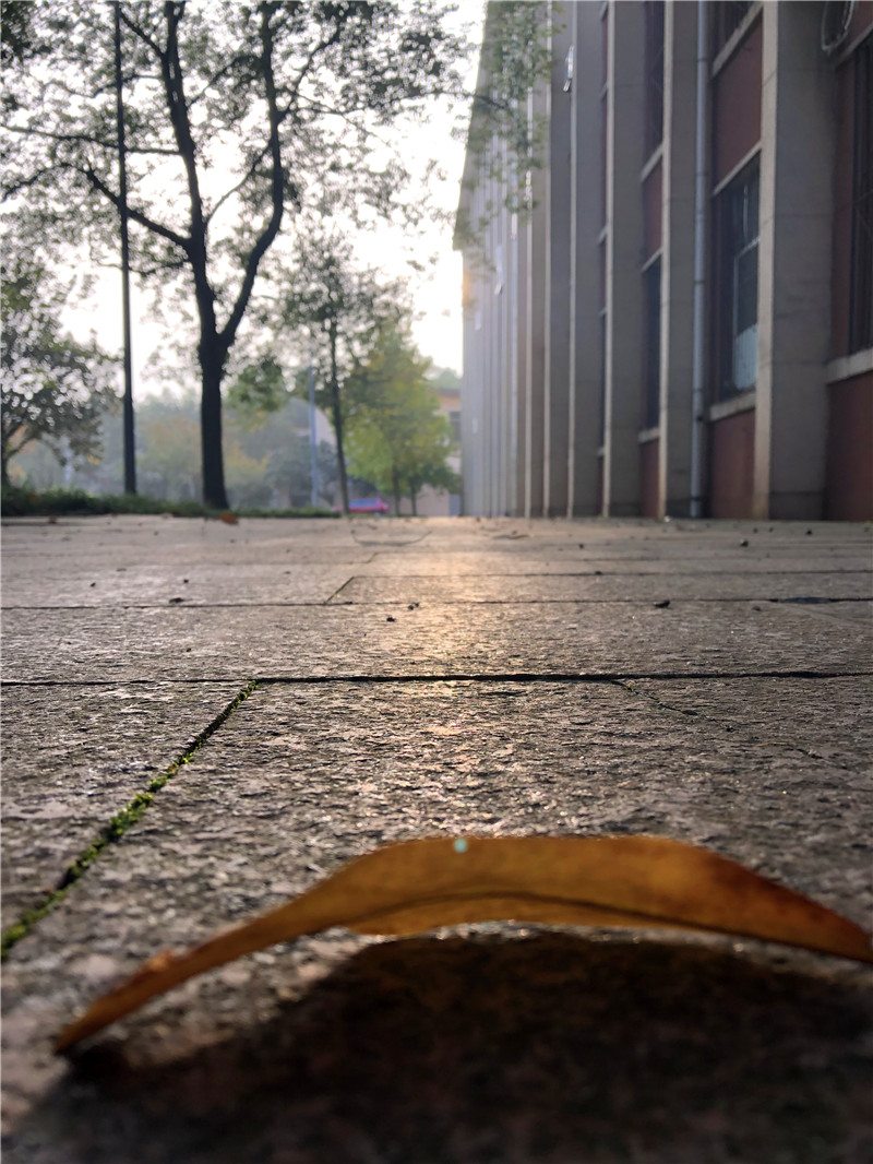 桥、晨曦中的小花、落叶(图3)
