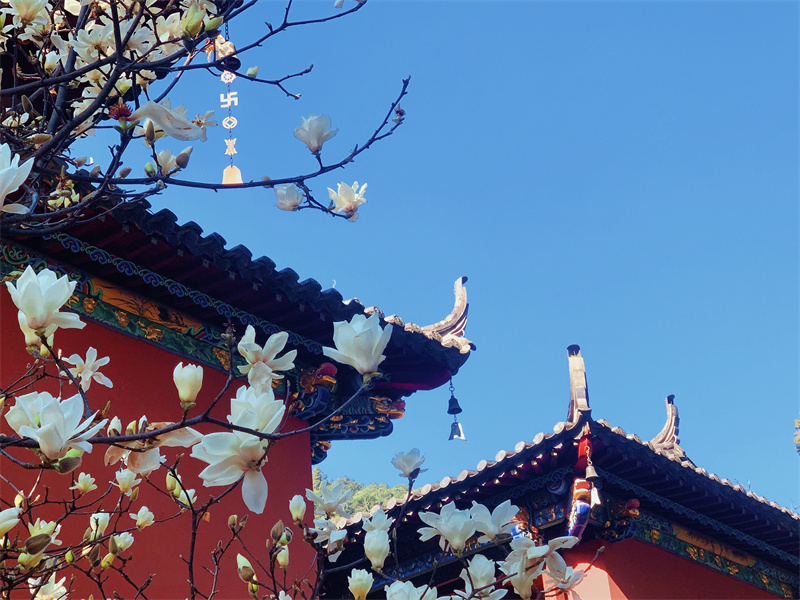 远山古刹，暗香浮动(图2)